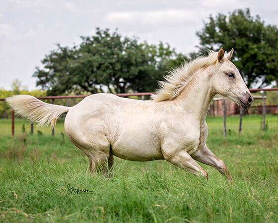 CD Diamond x SJR Oaks Natasha - 2019 Filly